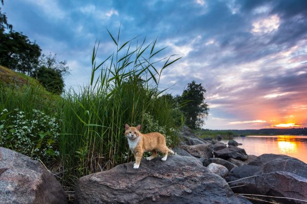 Птицы в лесу
