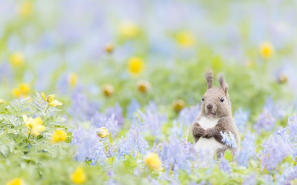 Олень в природе