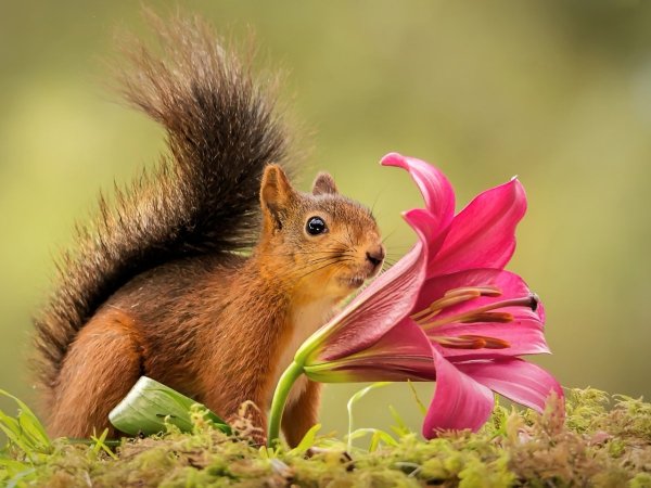 Аусси порода щенки