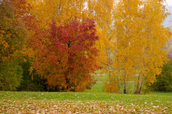 Золотая осень