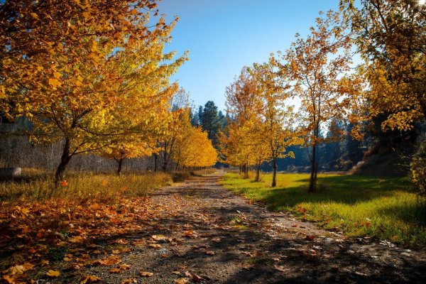 Сентябрь природа бабье лето