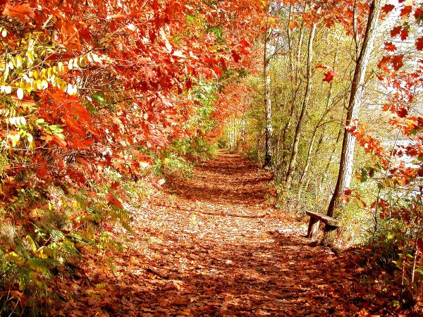 Ранняя осень