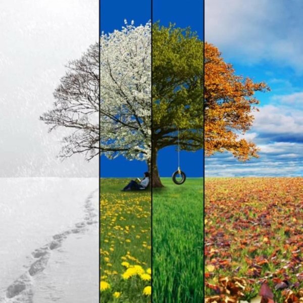 Осень береза у реки