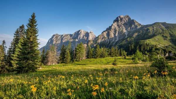 Горные цветы Колорадо