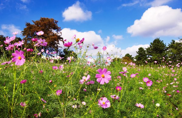 Летний пейзаж