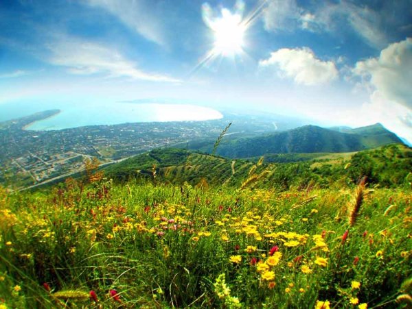 Ромашковое поле Россия