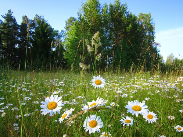 Летняя природа