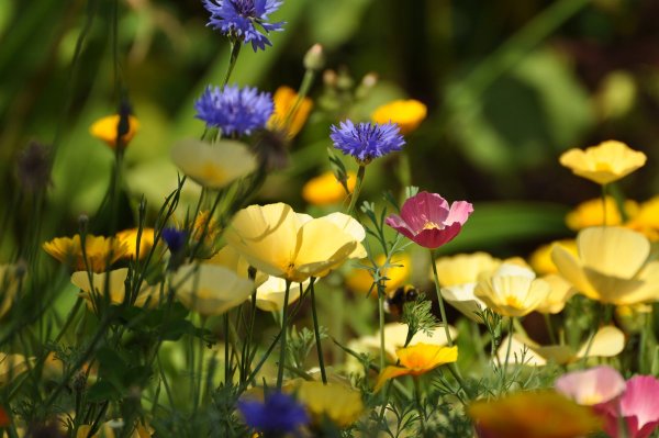 Пейзажи природы