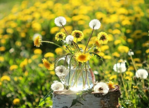 Завтрак с цветами