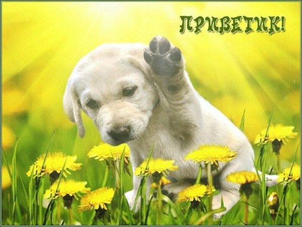 Добрые пожелания с животными