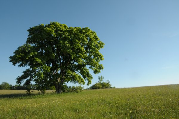 Fraxinus Excelsior Abiona
