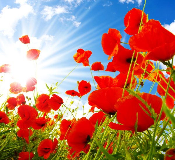 Яркие летние цветы