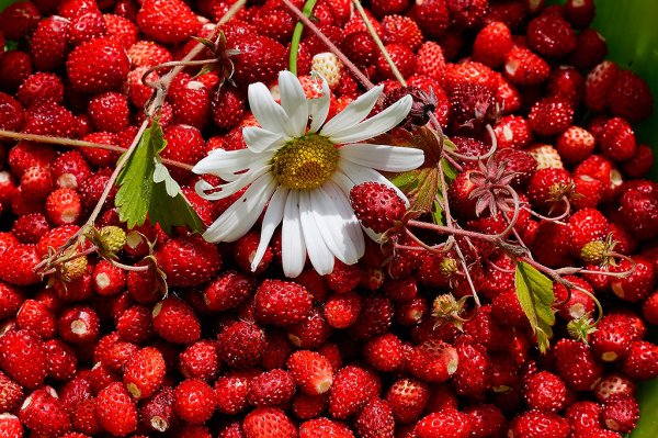 Лето красное