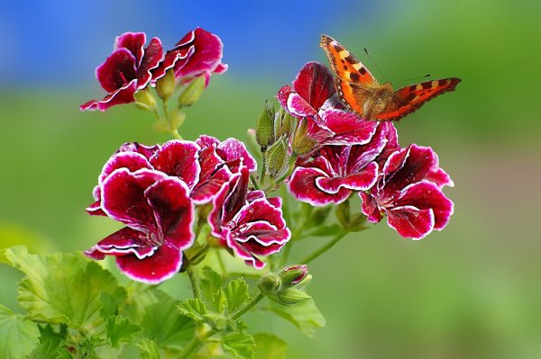 Лето красное