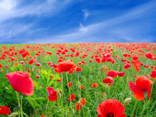 Маковое поле