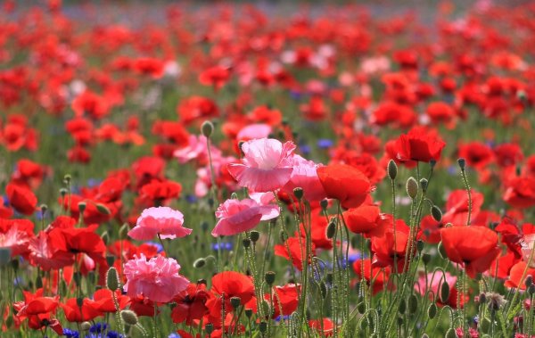 Лето красное пришло