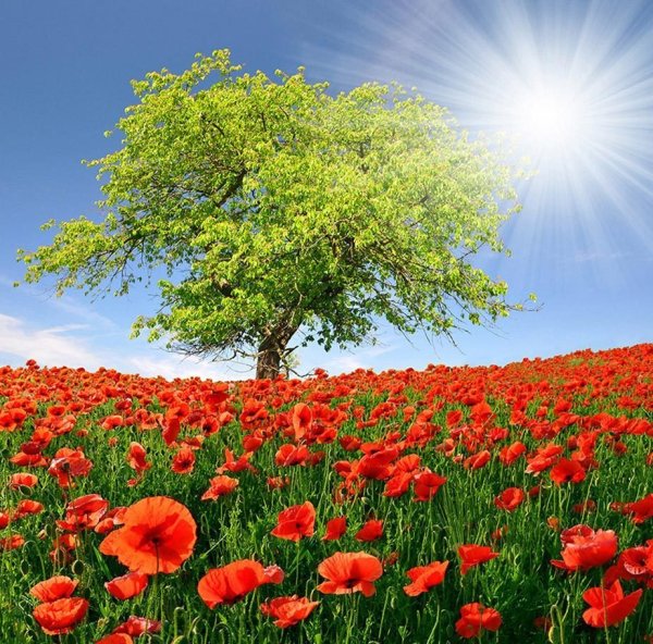 Красные полевые цветы