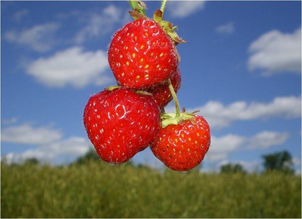 Маковое поле