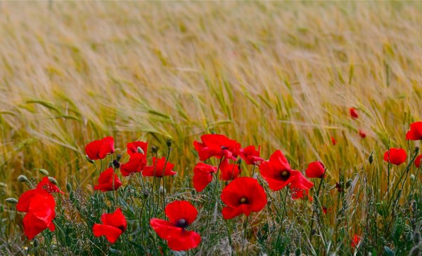 Лето красное