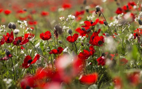 Поле цветы небо