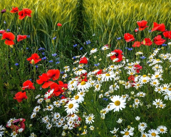 Красные маки