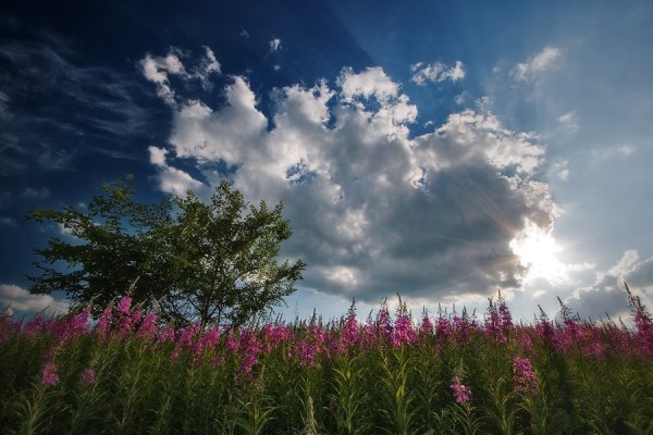 Лето картинки