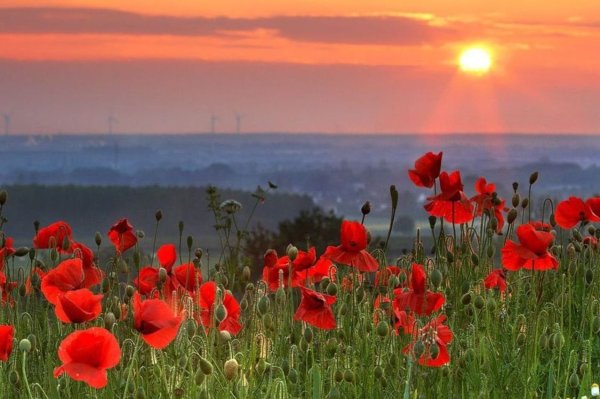 Васильки и девочка