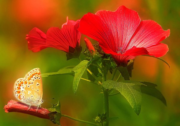 Летний фон для фотошопа