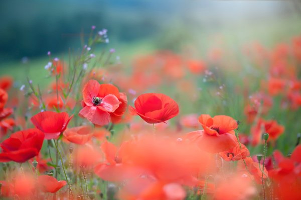 Лето красное