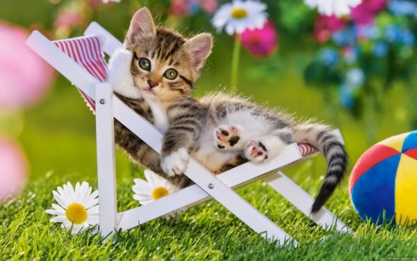 Котенок и лето