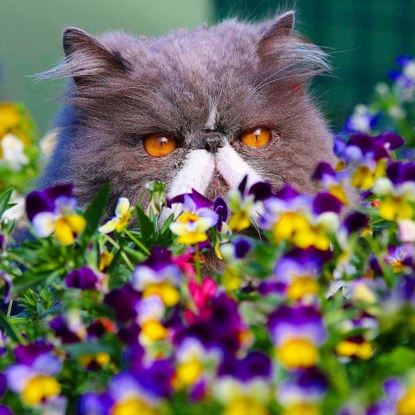 Котики лето