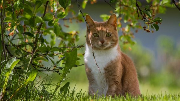 Кошки летом