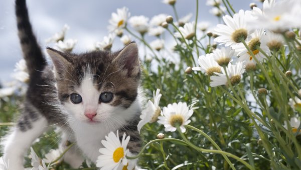 Летний котик