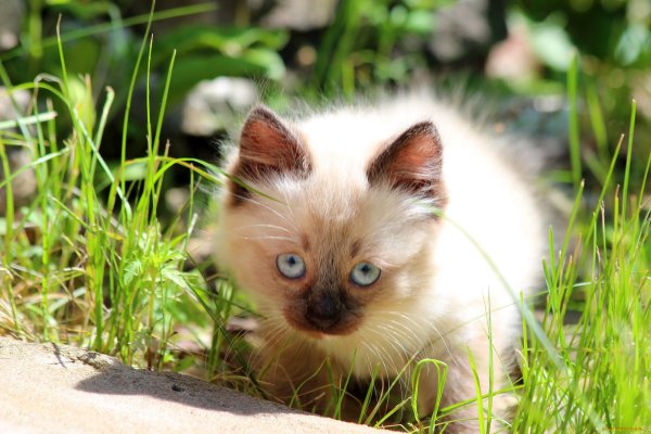 Котята на природе