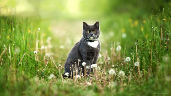 Кошки летом