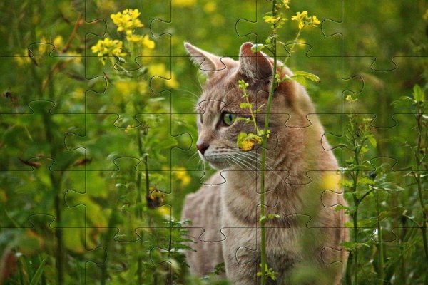 Красивая кошка на природе