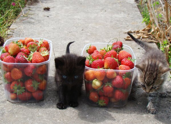 Кот и ягоды