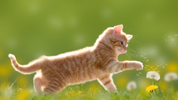 Обои с котятами