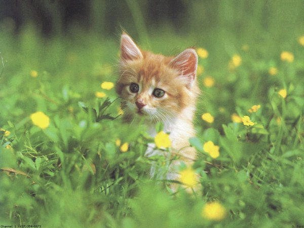 Котенок в одуванчиках