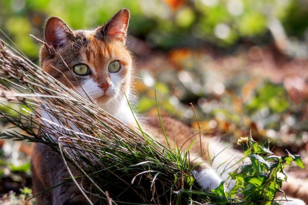 Кошка на природе