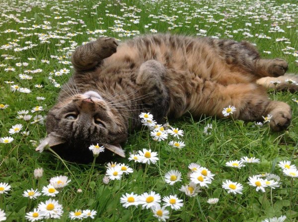 Кошечка с ромашками