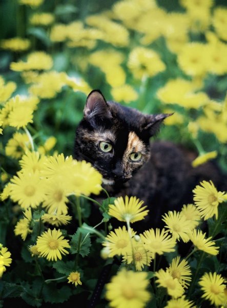 Лето животные