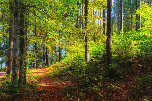 Широколиственный лес листопад