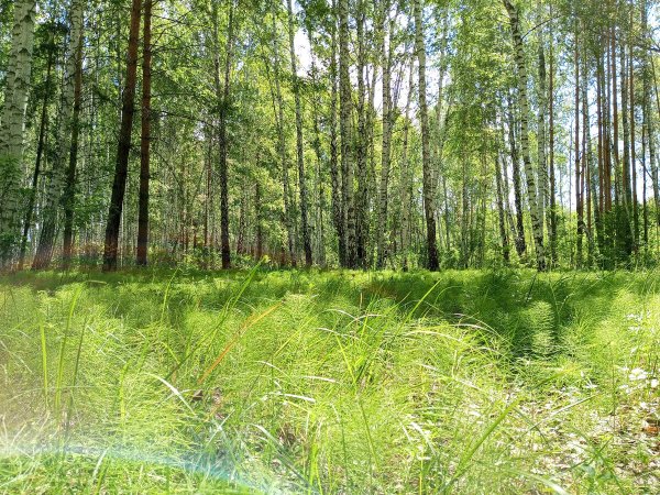 Осиновая роща лес