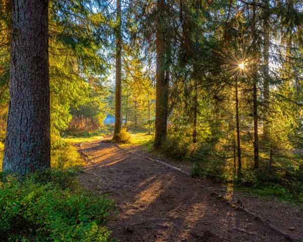 Береза осень