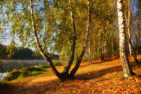 Осеннее дерево