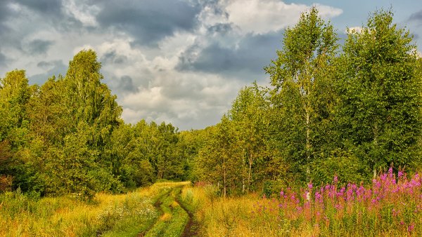 Береза осенью