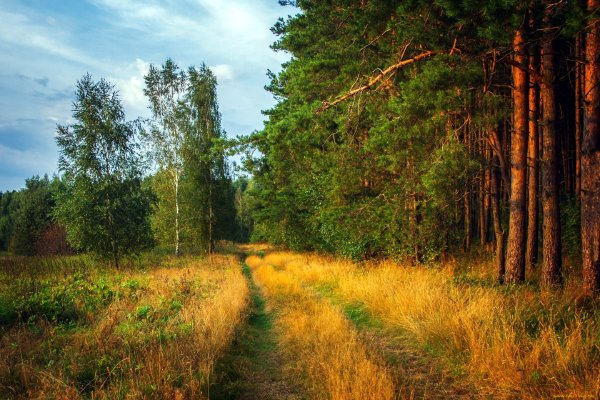 Елово широколиственный лес