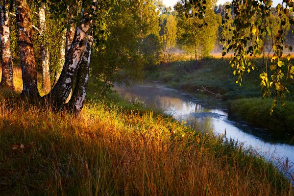 Августовский лес