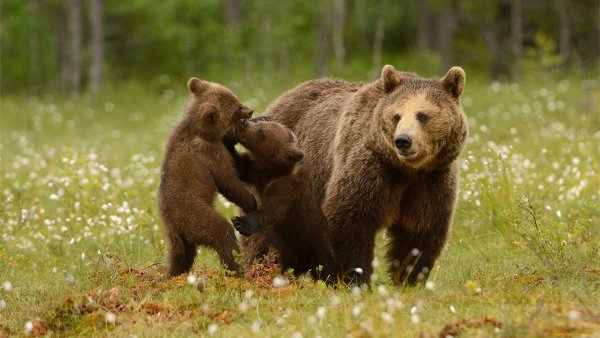 Бурая Медведица с медвежатами